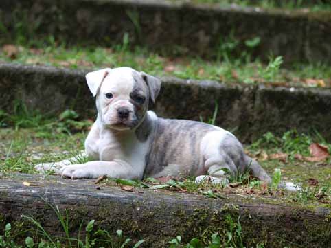 American bulldog pup